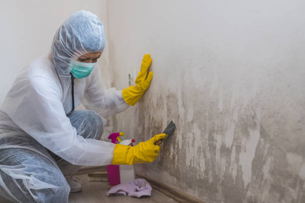 Best Mold Damage Restoration  in King Of Prussia, PA