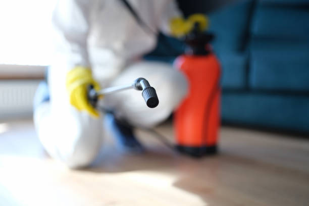 Best Black Mold Removal  in King Of Prussia, PA