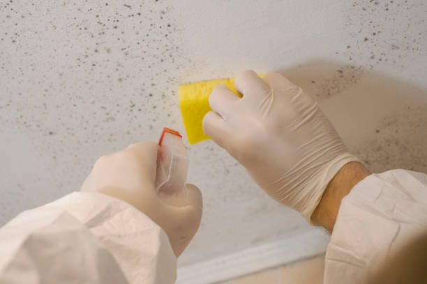 Best Basement Mold Removal  in King Of Prussia, PA